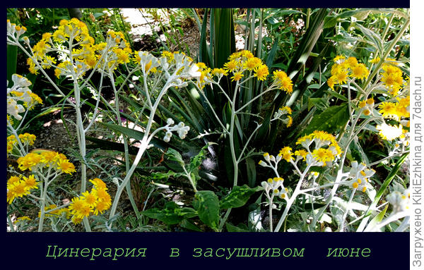 Шестой год роста Цинерарии в нашем саду...