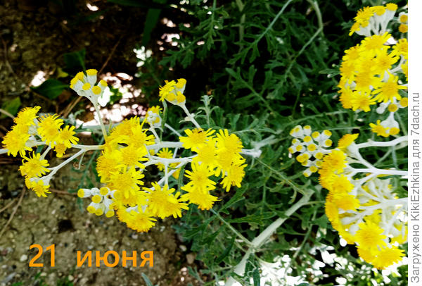 Цинерария приморская