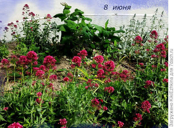 Валериана Красная (третий сезон) на моей при-остановочной клумбе