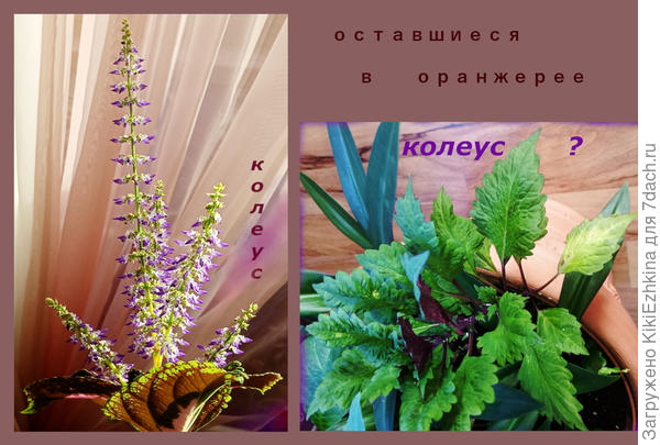 Случайный Зелёный я определила как Колеус - а он ли это?