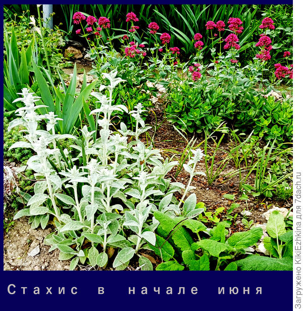 пора готовиться к сбору семян...