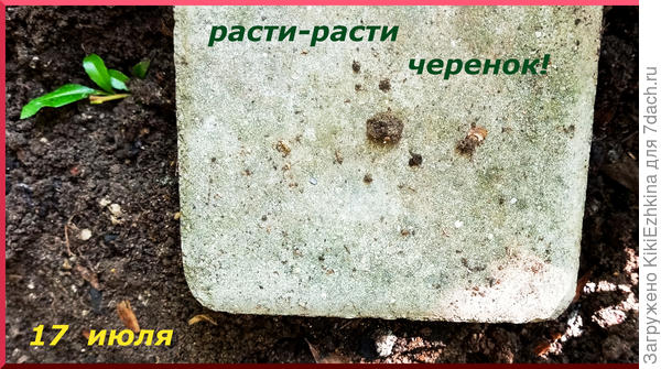 Этот черенок  оторвала  и просто рядом уложила в  рыхлую землю , придавила кирпичиком...  Думаю под ним всегда будет влажновато...