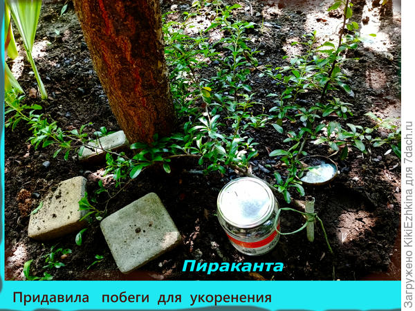 Так выглядит  молоденький кустик:   в  тени Абрикоса растёт целый год...  Вчера две  веточки уложила на укоренение отводками...
