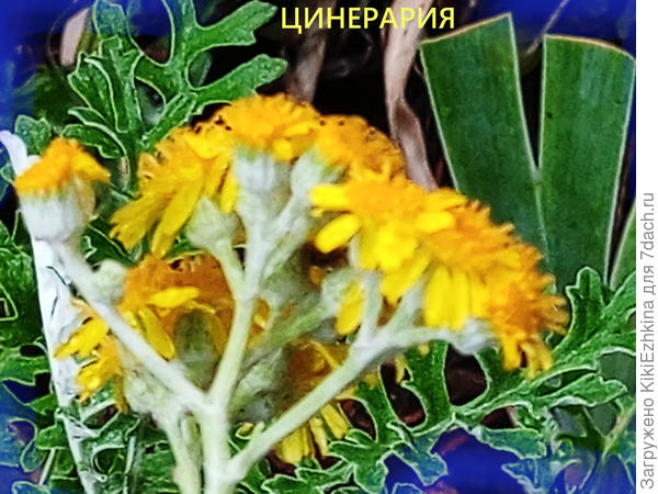 У меня в это время цветёт Цинерария...