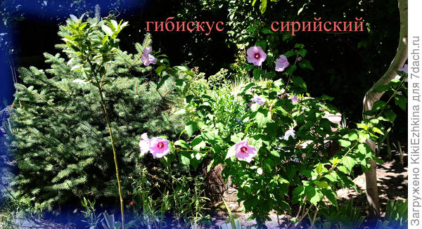 На  пятый год жизни в моём саду кустик уже  более  активно стал цвести...