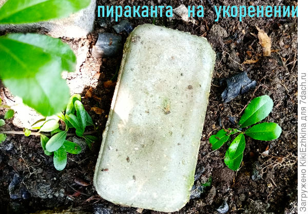 Будем добиваться отращивания корешков... А для этого- ежедневное дождевание из шланга...