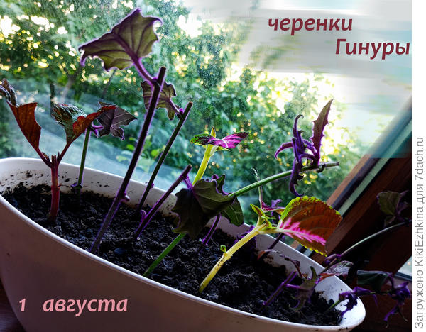 Похоже,  что через год  у меня будет масса ампельных Гинур внутри оранжереи...  Если  черенки приживутся и  образуют корешки...