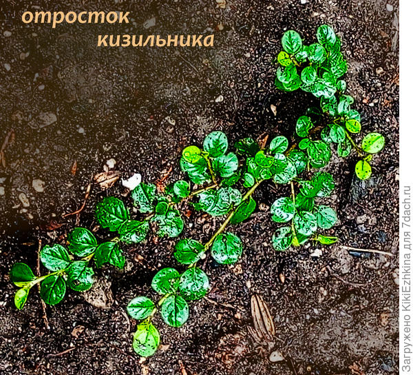 А этот росток  уже укоренили  из  черенка... Растёт пока успешно...