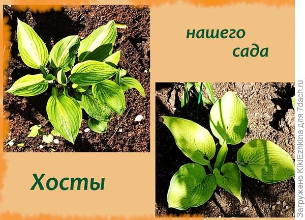 Очень мало подрастает...