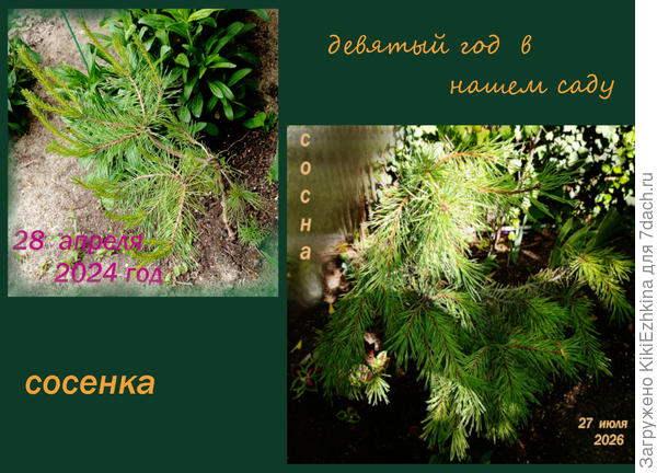 Сорт сосны для меня абсолютная тайна...