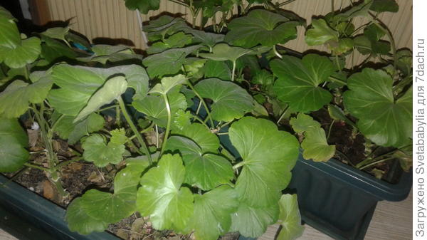 В феврале пересажу на постоянное место проживания.