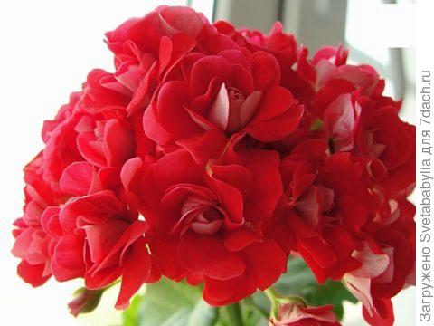 Еще одна красавица