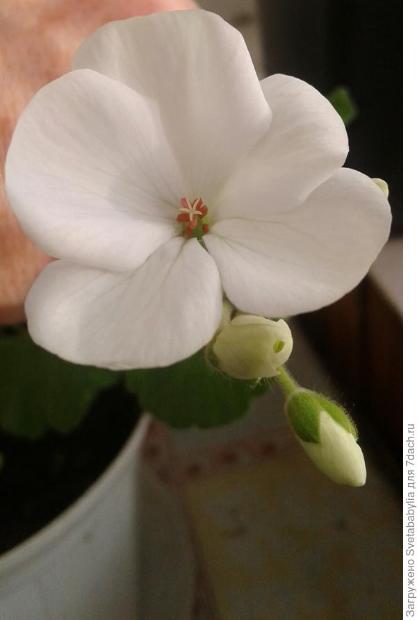 Робкая,зимняя