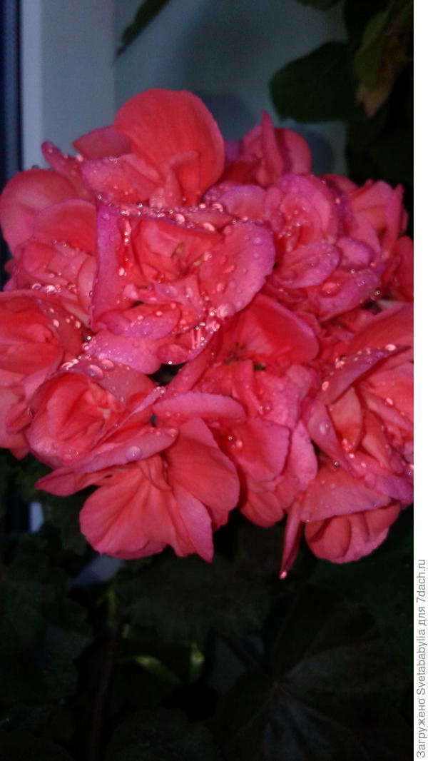 21мая.семена высеиваю в самых первых числах марта.