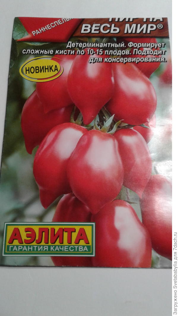 не совсем ультраскороспелый,но очень урожайный.