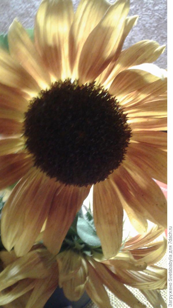 Сеялись как декоративные,но вымахали по 2 метра почти.