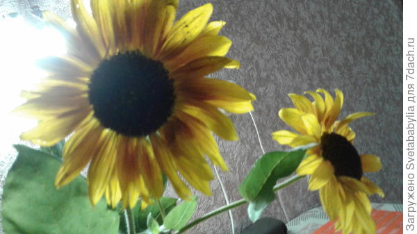 Мои солнышки.