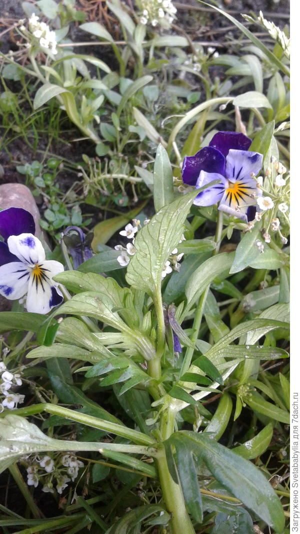 январский привет