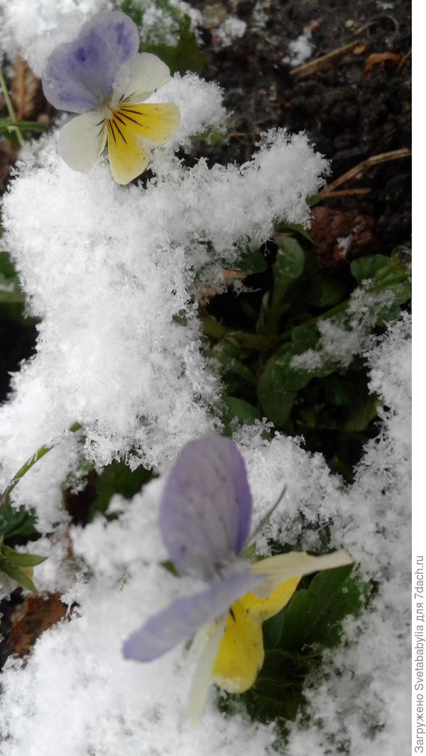 Девочки,снова влажу-простите.