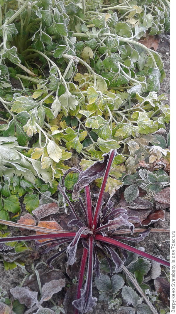 Свекла не оделась по сезону. Не ждала.