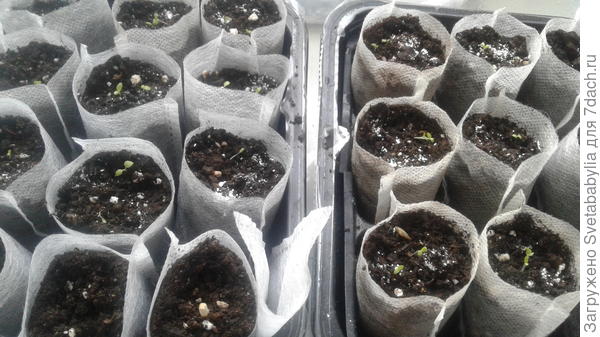 Сальпиглоссис