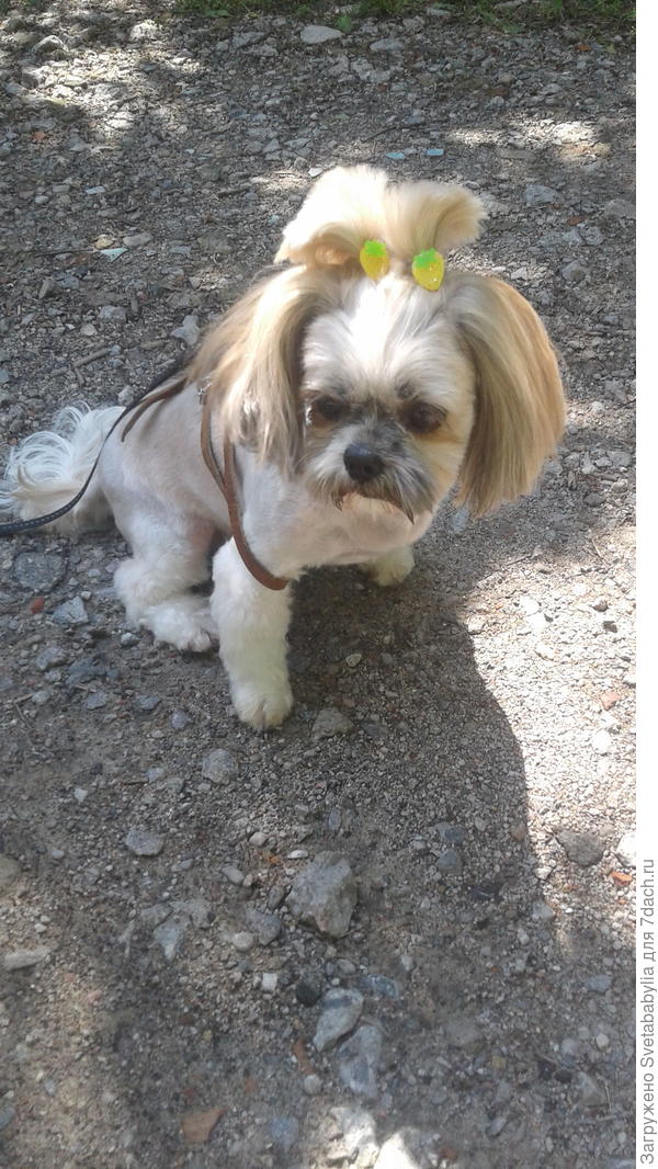 Мы ждем вкусняшек