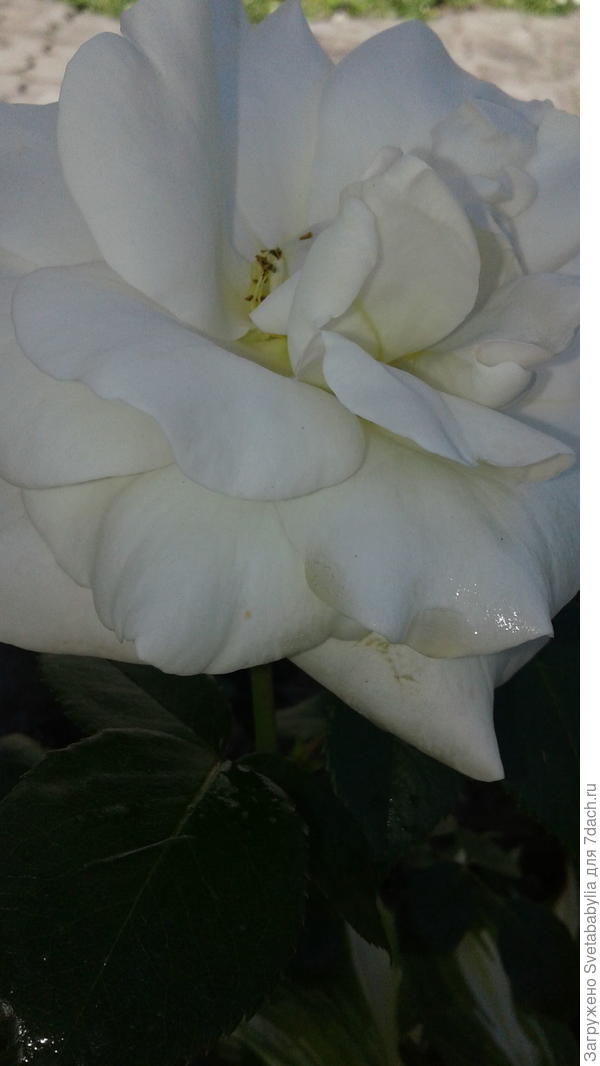 Халил,Вам от женщин!