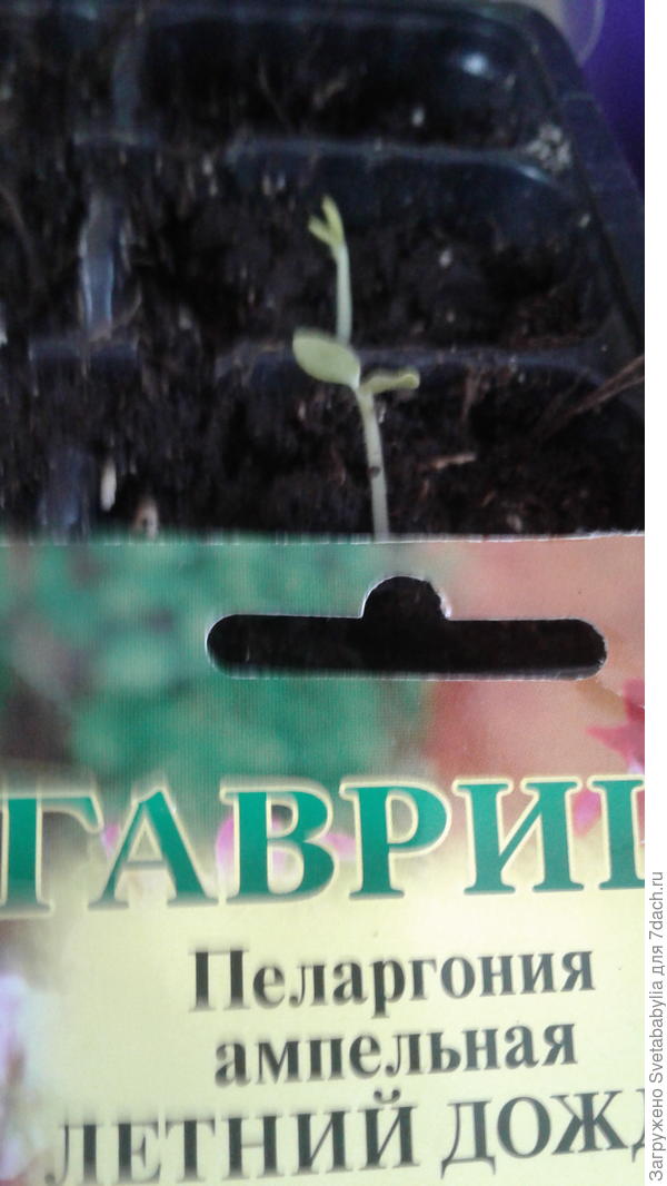 Взошли все.