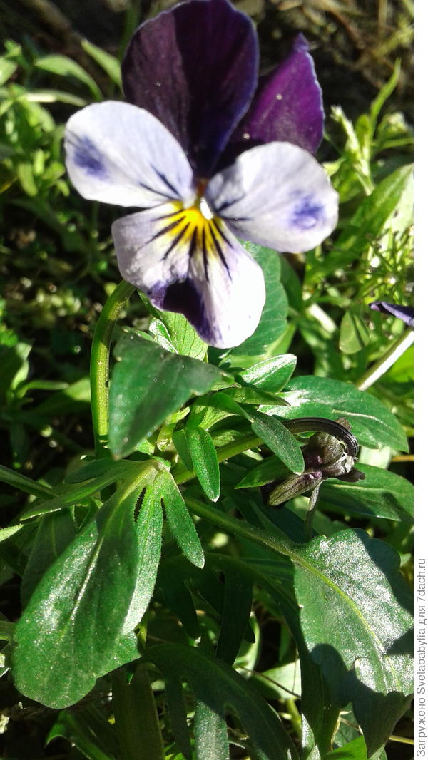 Привет для вас.