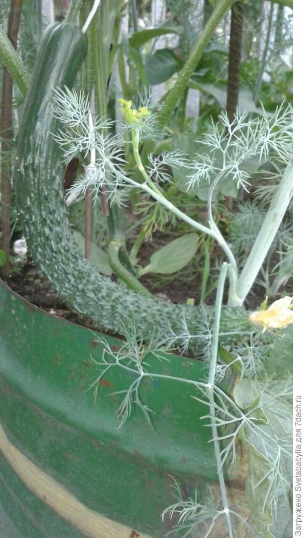 Огурец в полубочке.Сделала шатер и он прекрасно там жил.