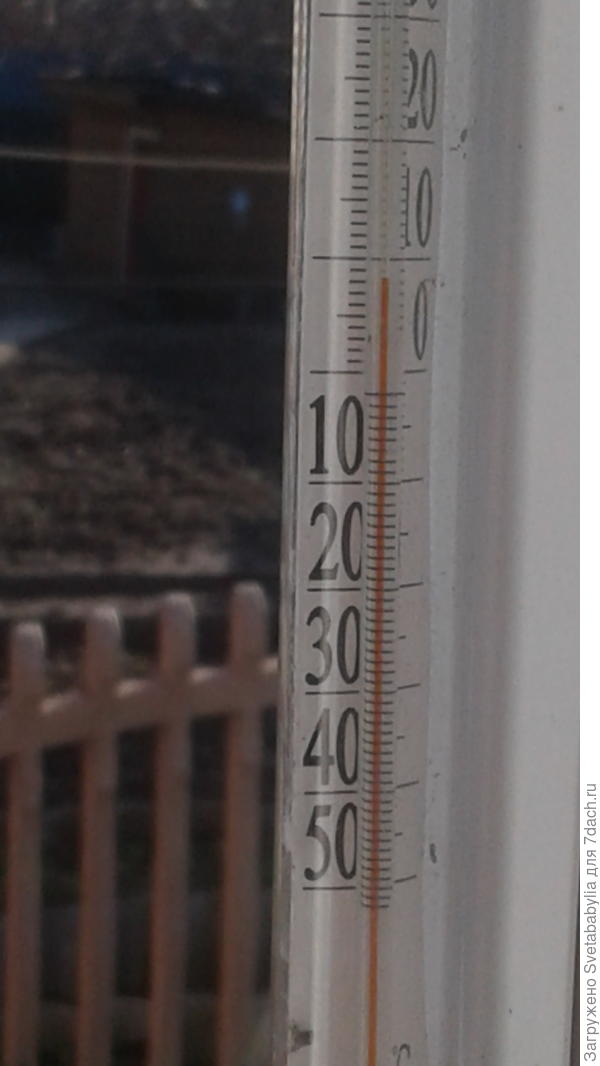 В тени. На солнышке чудесно! Весенние запахи. На сирени почки.