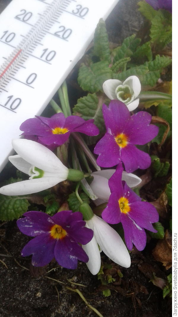 Уже ль весна?