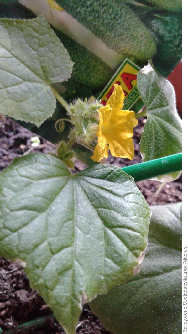 Первый цветок,как сигнал к новым приключениям