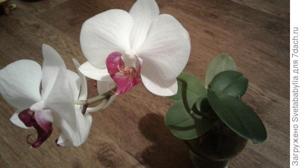 Прекрасно себе живут в бокалах.