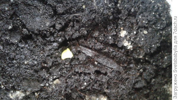 Мой детеныш