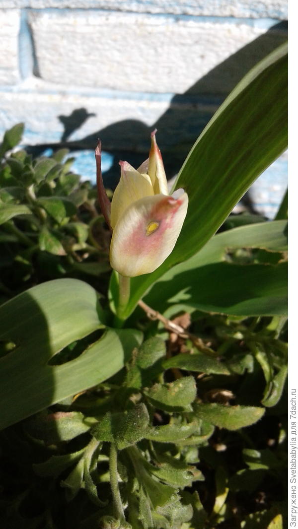 Стойкий солдатик