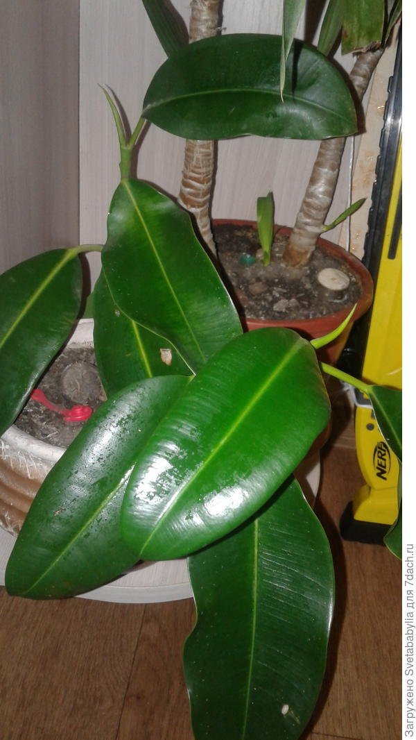 Мой экстремал. Живет не первый десяток лет. Постоянно обрезаю.