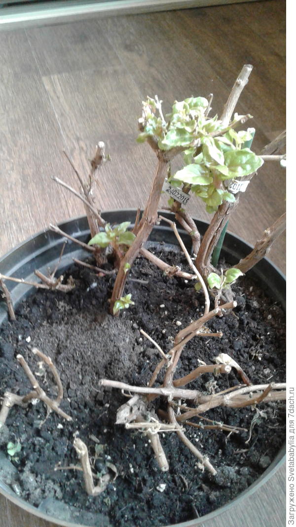 Просыпается.