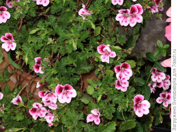 Подружка вашей,Зинаида Евгеньевна@