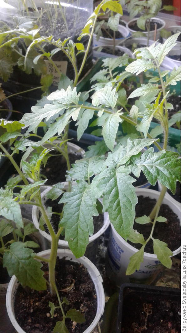 Это февральские.