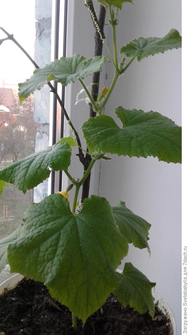 Росту у него около 50 см.