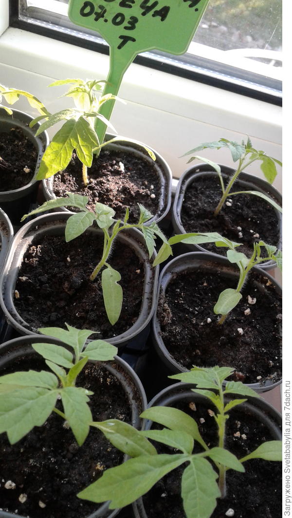 Ну красавцы!