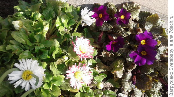 Завтра снова ждем зиму со снегом