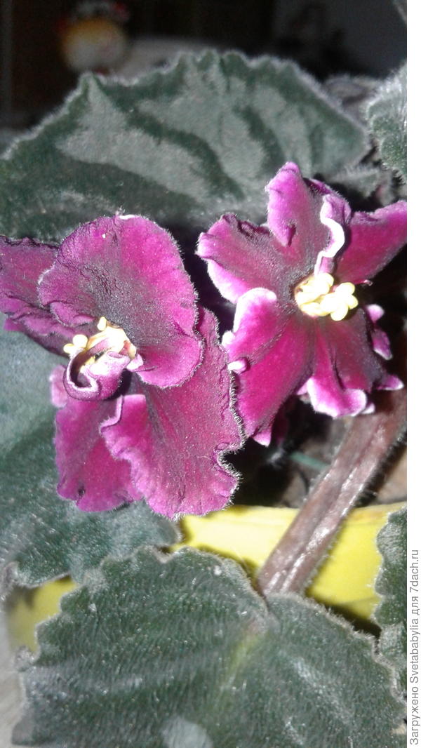 Верные. Мои.