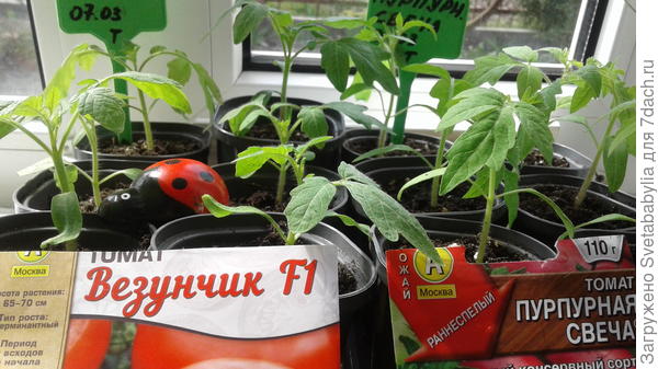 рассада
