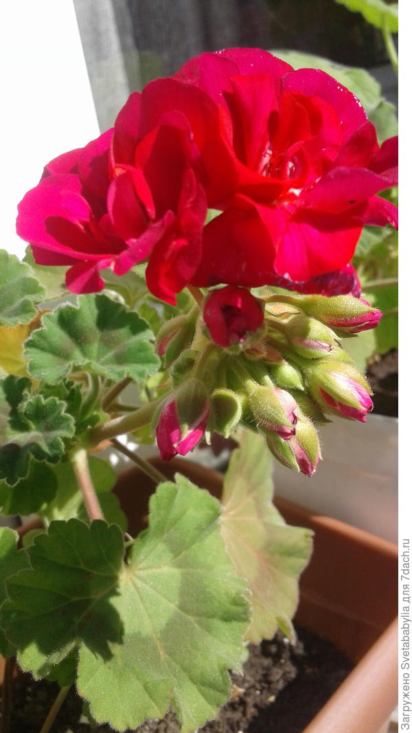 А у меня вот эта