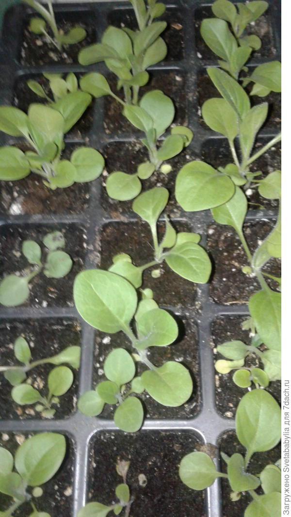 И пакетик спрятала. Навсегда. Что вырастет?