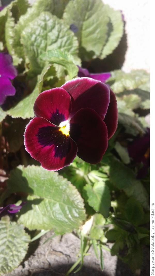 Обещали в диаметре до 6 см. Все равно благородна