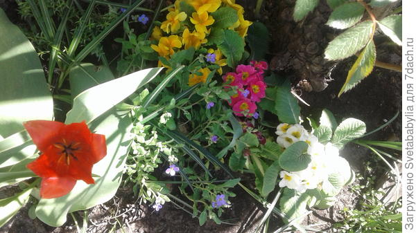 Примула с февраля цветет