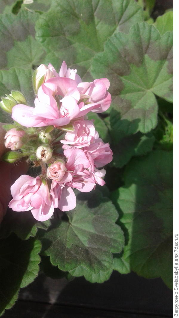 Геранька уже на улице